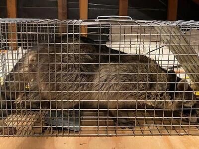 Myrtle Beach pest control